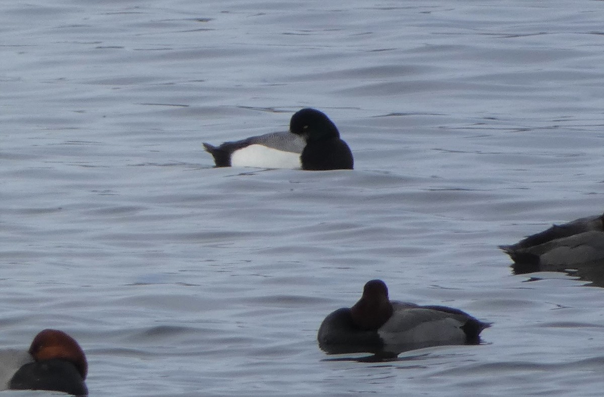 Greater Scaup - ML542735651
