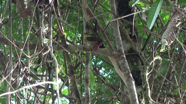 Rufous-tailed Foliage-gleaner - ML542736281