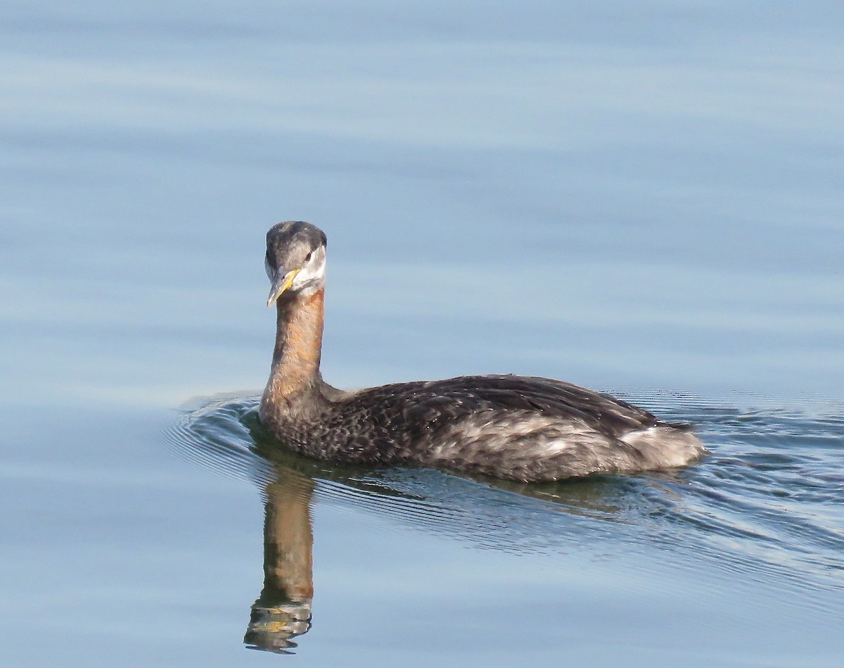 Red-necked Grebe - ML54273751