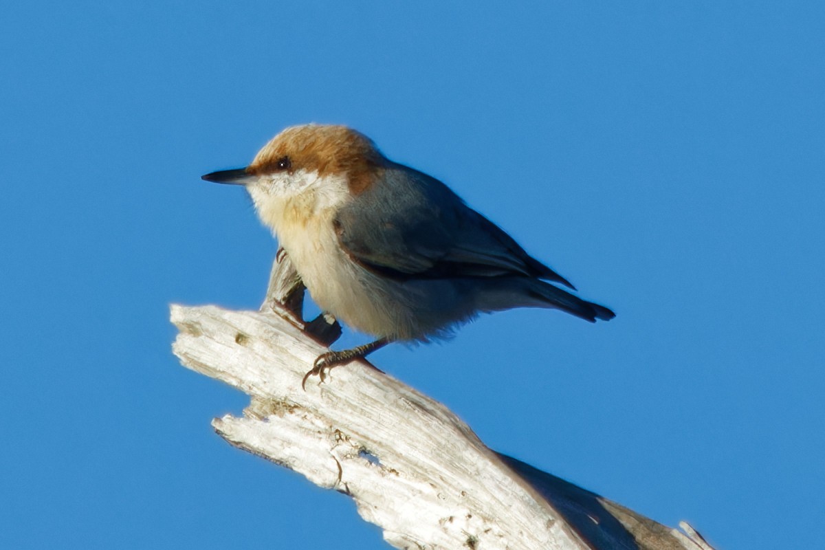 Brown-headed Nuthatch - ML542740461