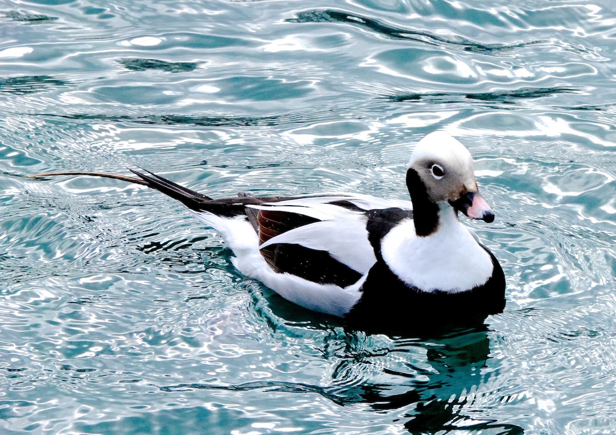 Long-tailed Duck - ML542743611