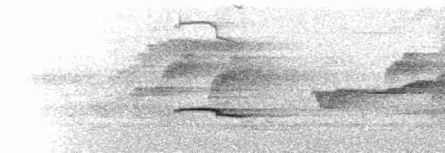  - Silver-breasted Broadbill