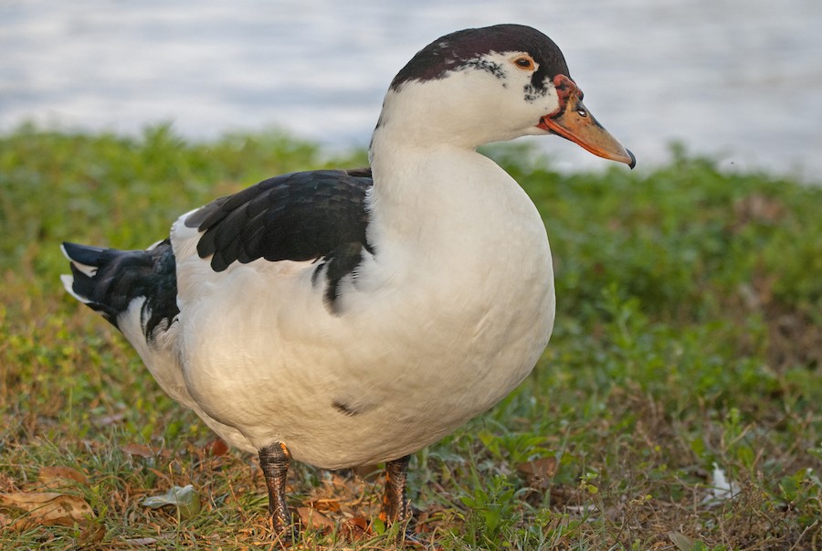 Canard colvert hybride (canard mignon blanc) - IMG_8276