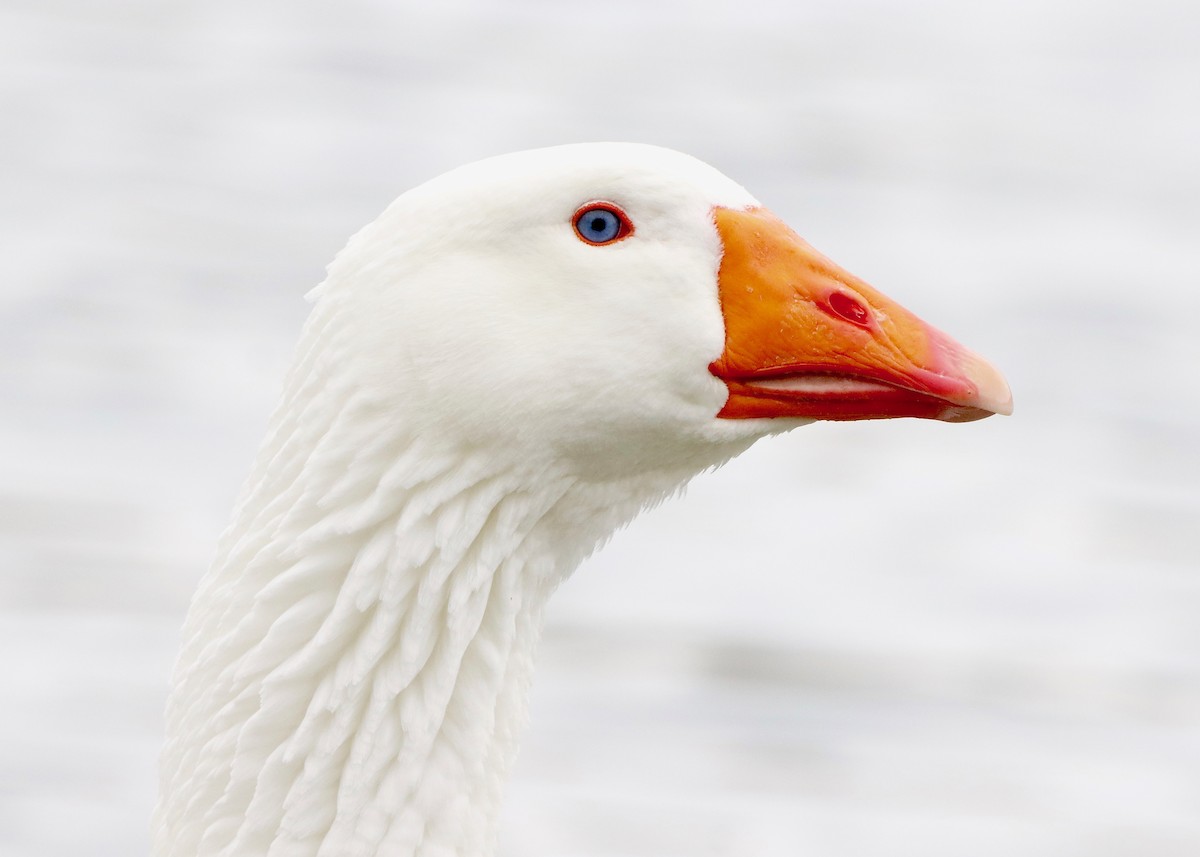 Domestic goose sp. (Domestic type) - ML542749241