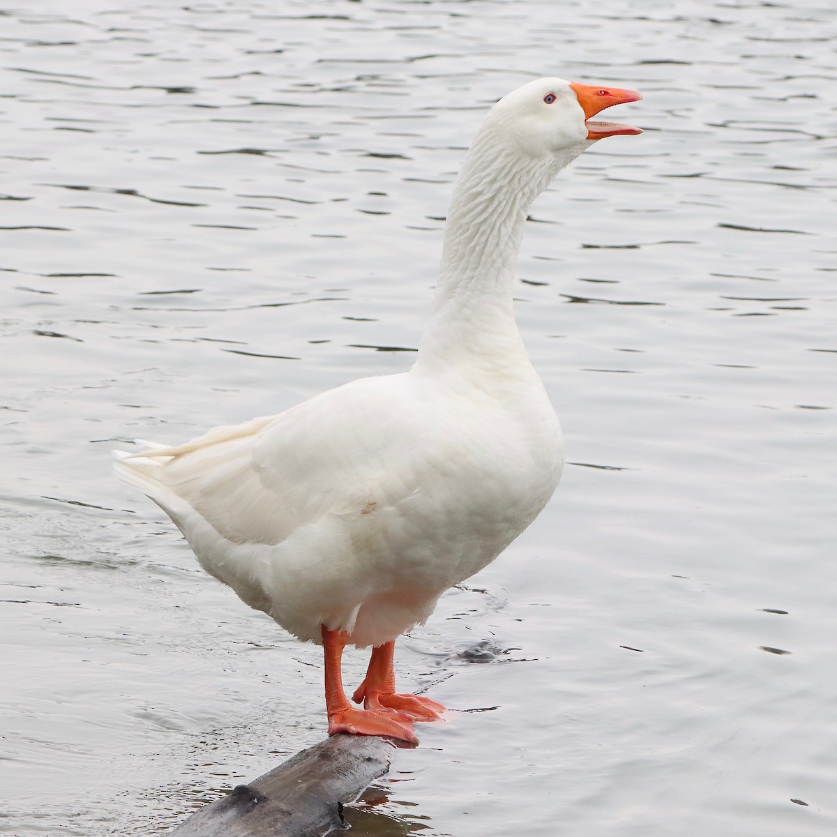 Domestic goose sp. (Domestic type) - ML542749251