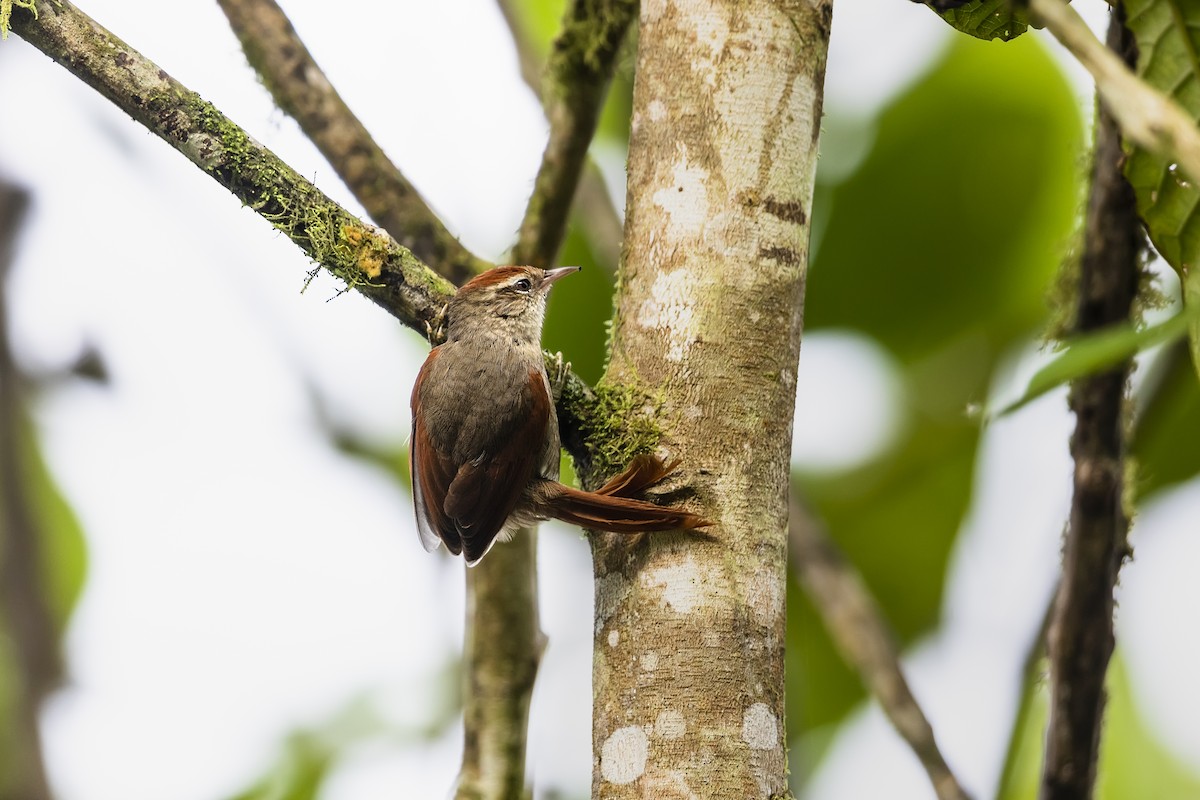 Line-cheeked Spinetail (Line-cheeked) - ML542749361