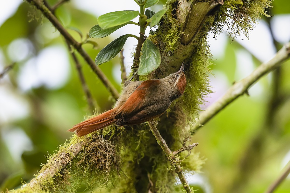 Line-cheeked Spinetail (Line-cheeked) - ML542749371