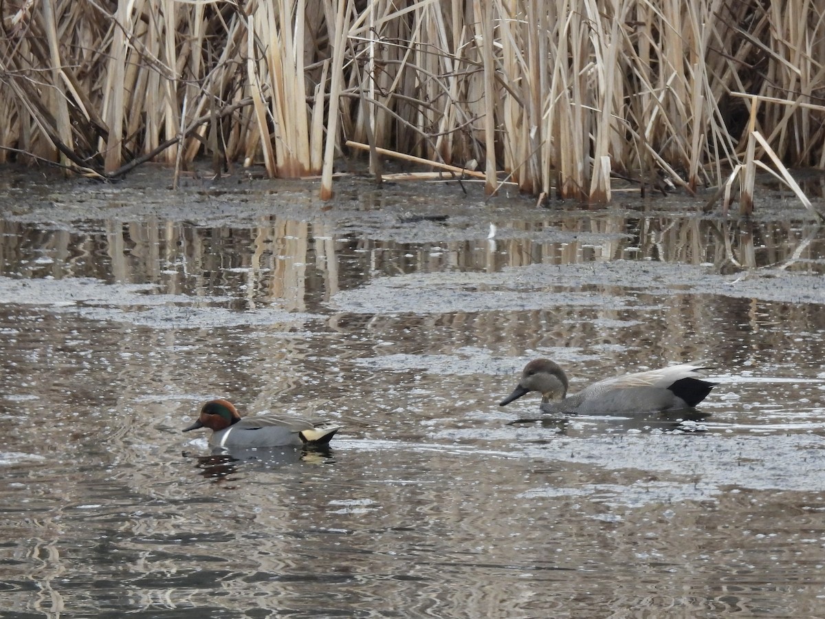 Green-winged Teal - ML542750421