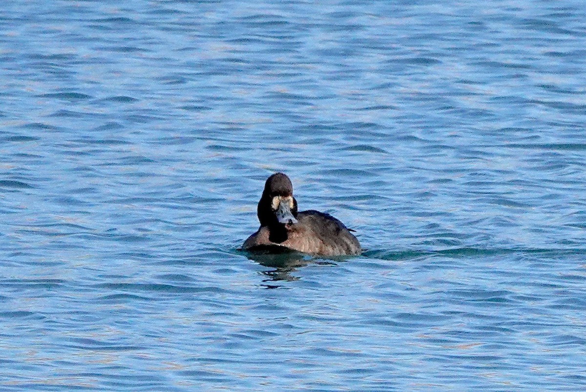 Greater/Lesser Scaup - ML542751001