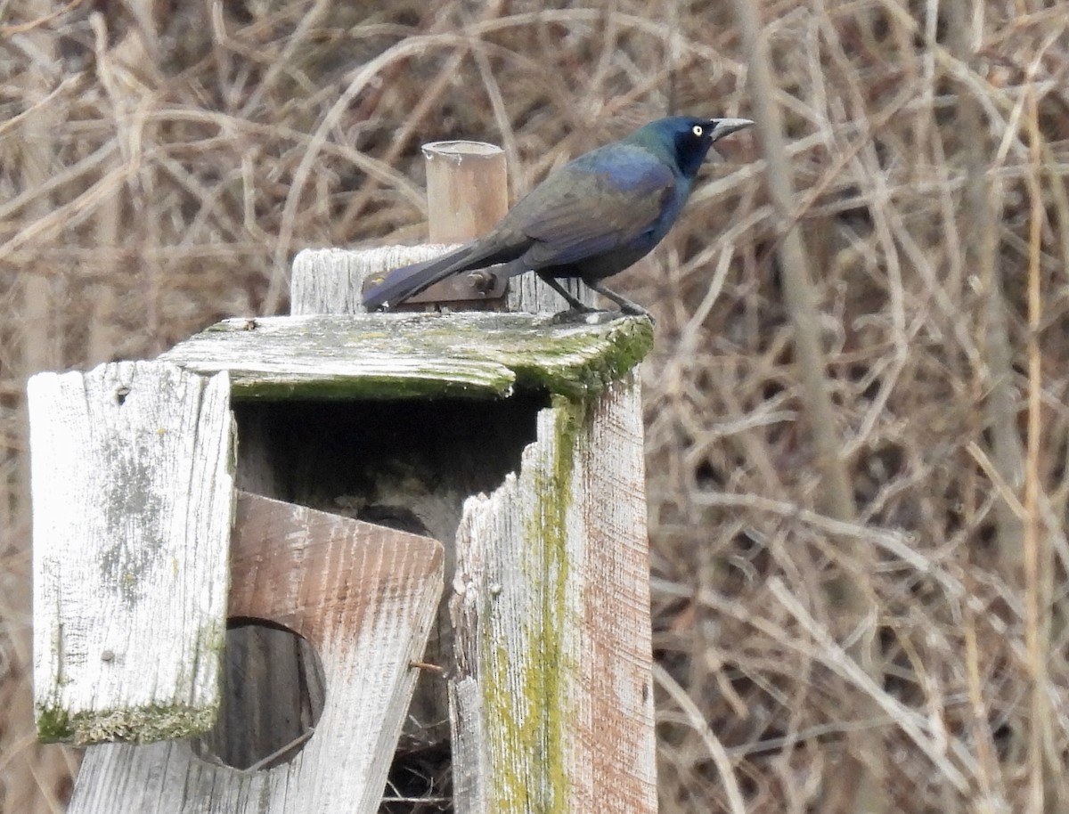 Common Grackle - Barb Stone