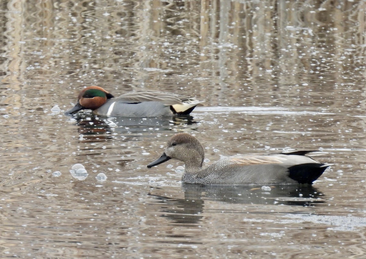 Green-winged Teal - ML542752911