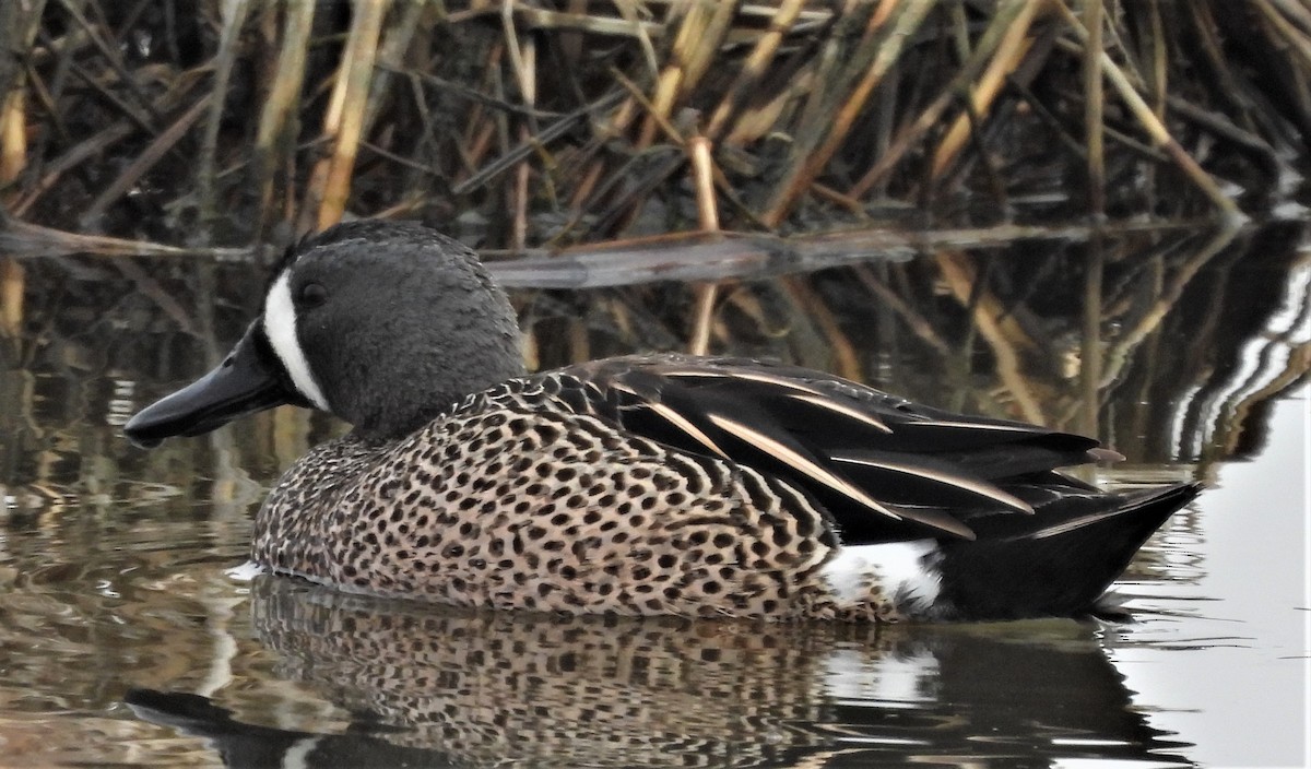 Blue-winged Teal - ML542756841
