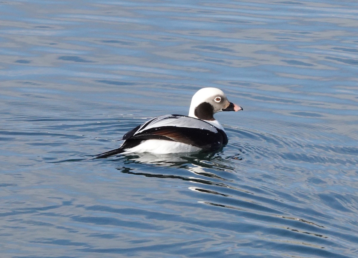 Long-tailed Duck - ML542757871