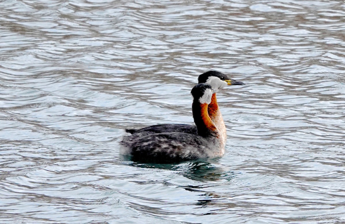 Red-necked Grebe - ML542758081
