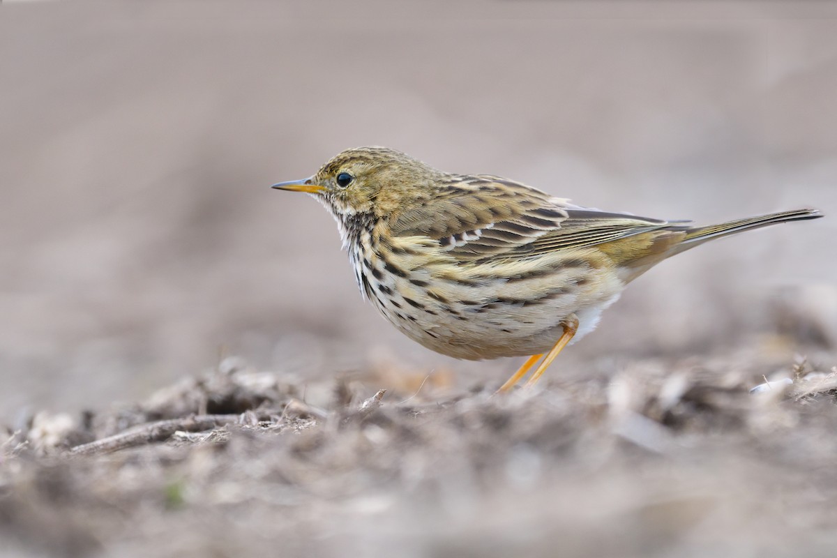 Meadow Pipit - Victor & Sophie