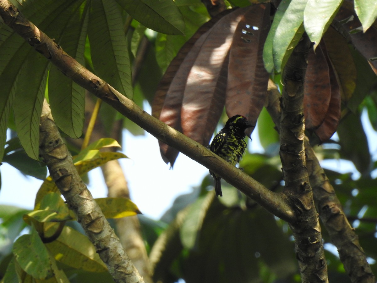 Yellow-spotted Barbet - ML542768271