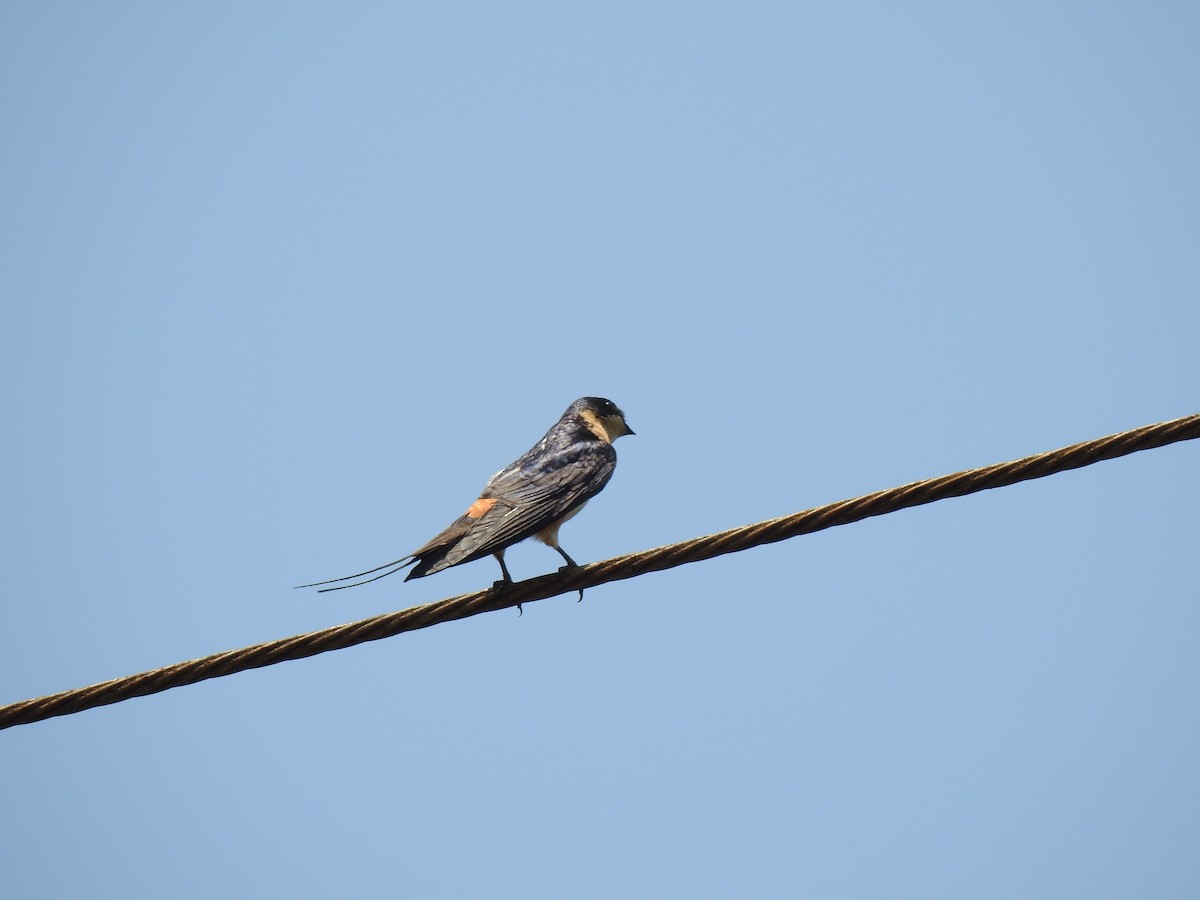 Rufous-chested Swallow - ML542768351