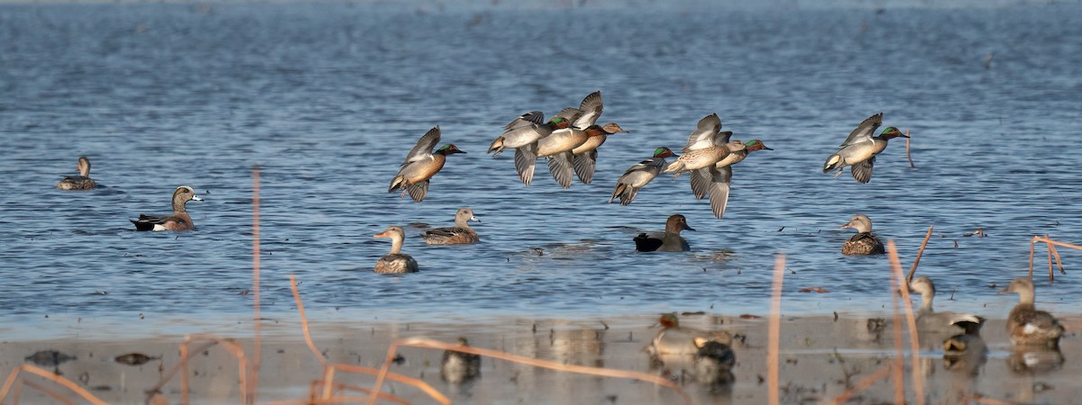 Green-winged Teal - Rick Wilhoit
