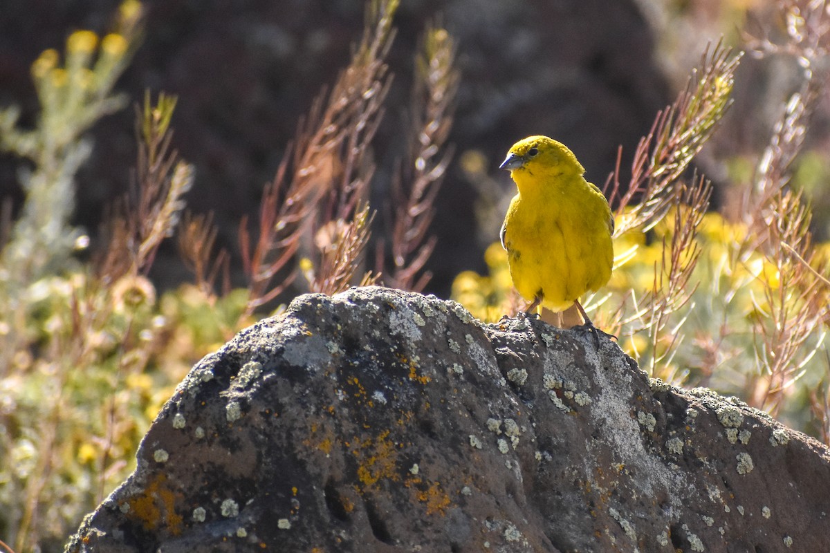 Greater Yellow-Finch - ML542770681