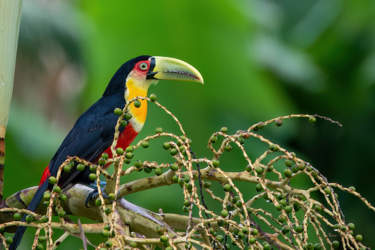 Red-breasted Toucan - ML542777781