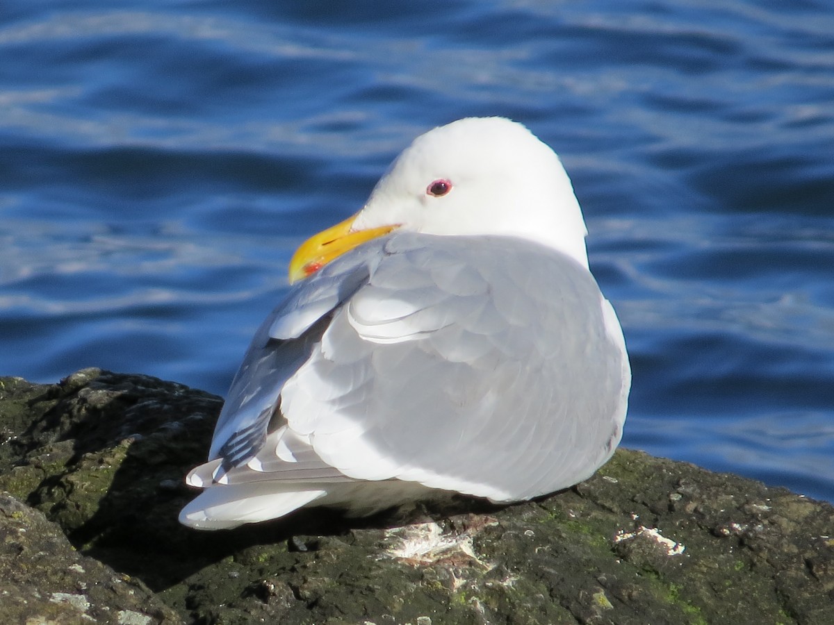 Glaucous-winged Gull - John Hanna