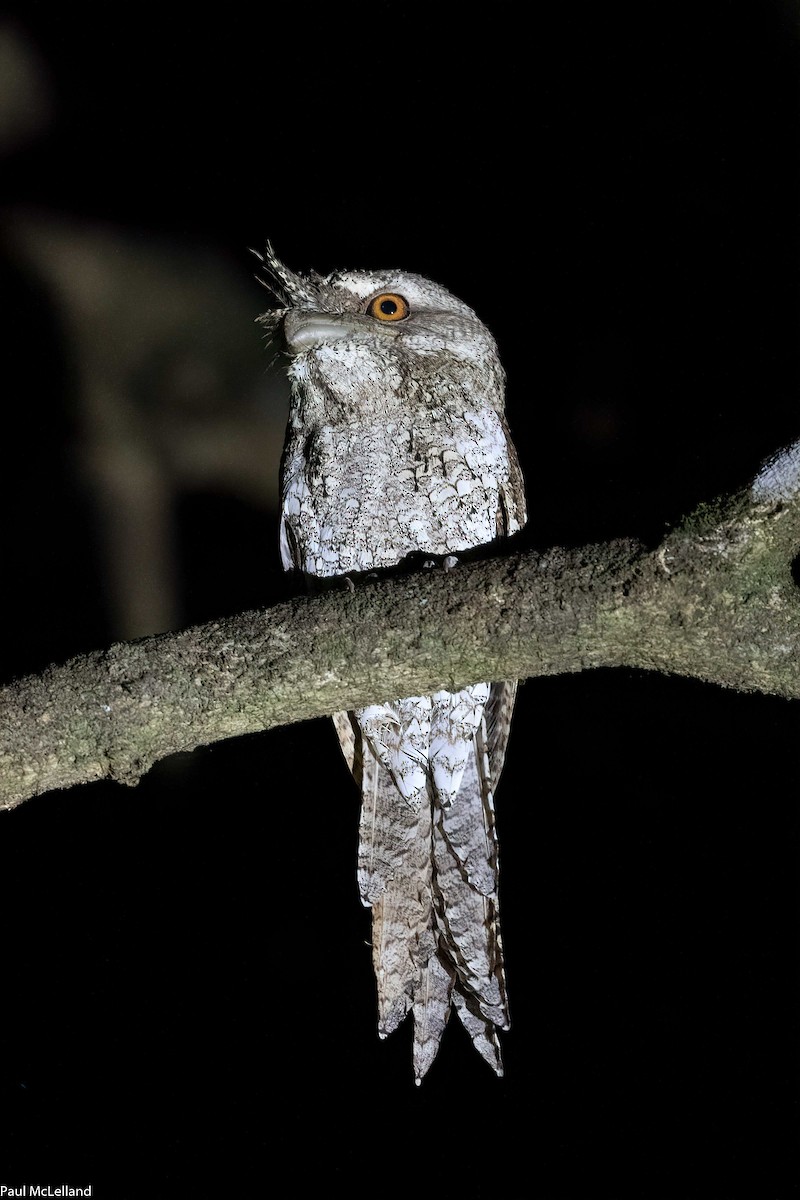 Marbled Frogmouth (Marbled) - ML542794181
