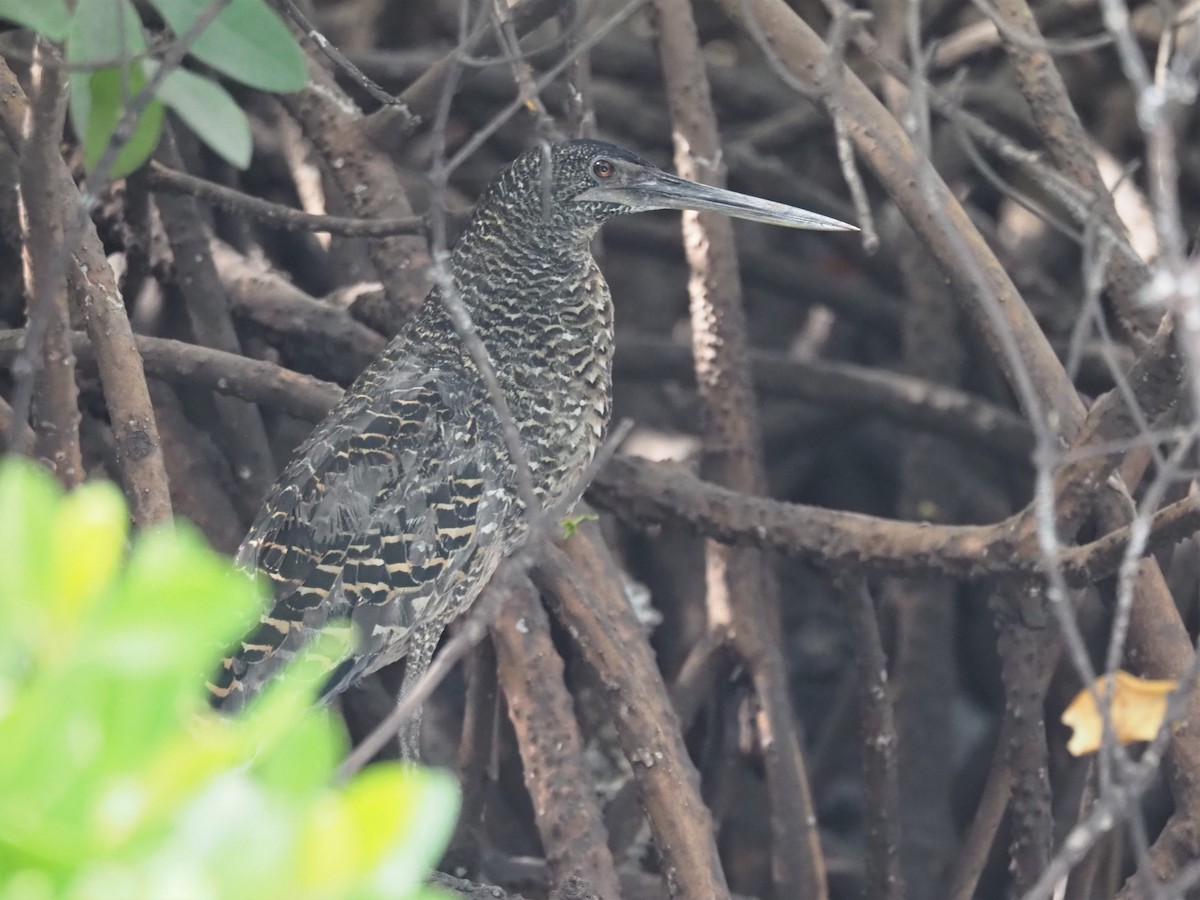 White-crested Tiger-Heron - ML542796171