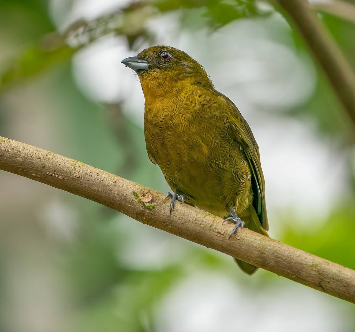 Yellow-green Tanager - ML542796901