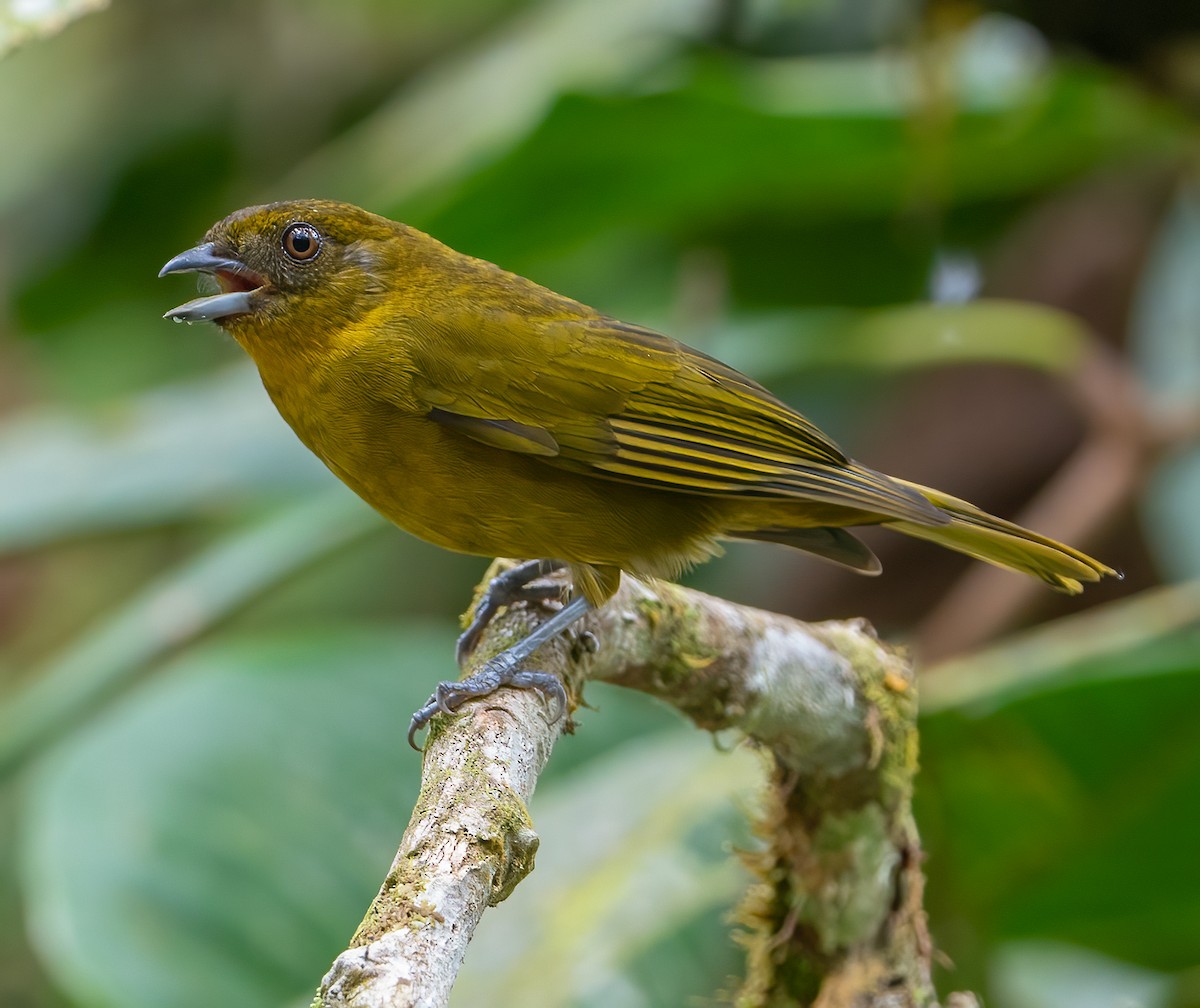 Yellow-green Tanager - ML542796911