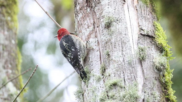 Red-breasted Sapsucker - ML542804521