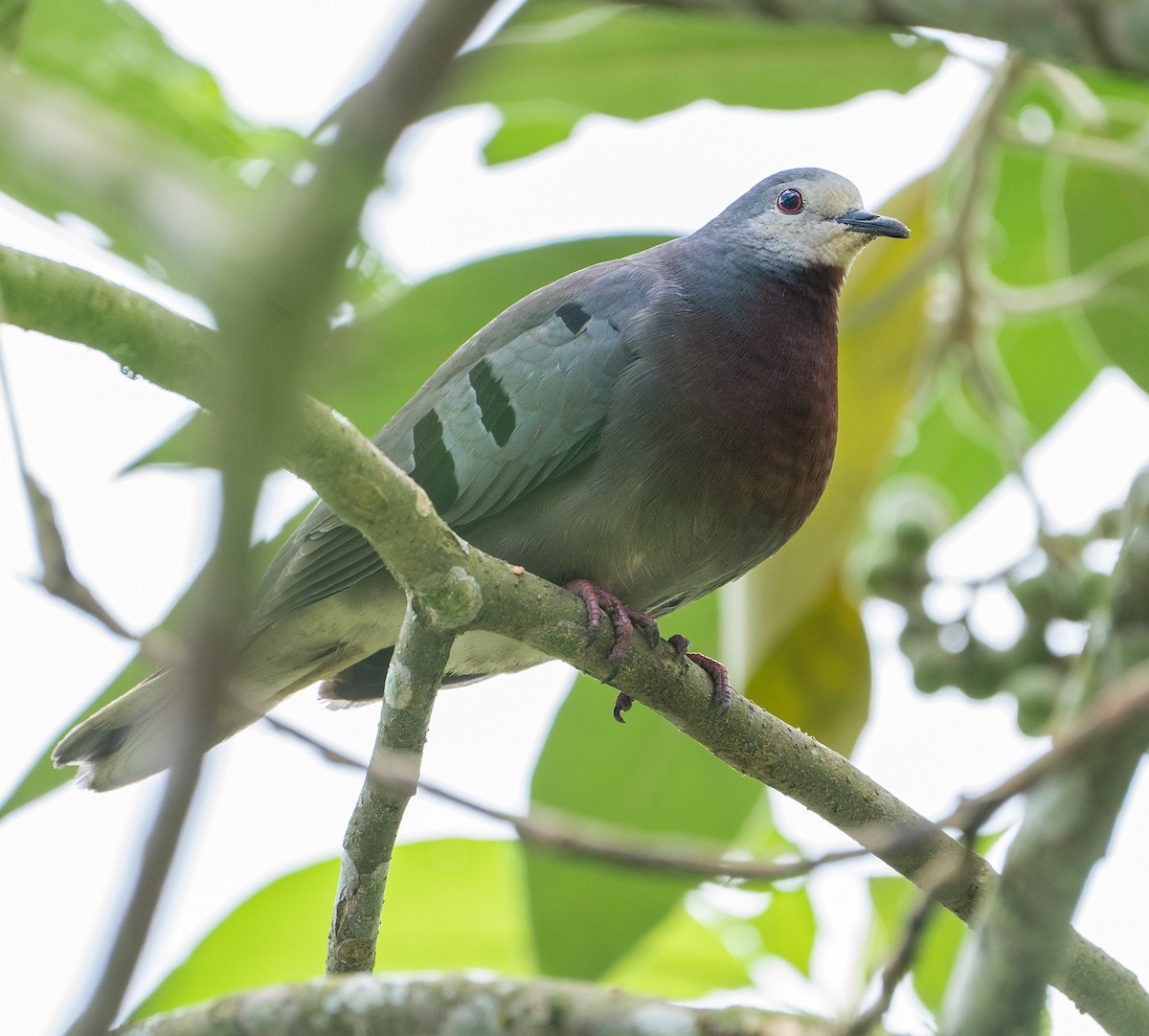Maroon-chested Ground Dove - ML542804561