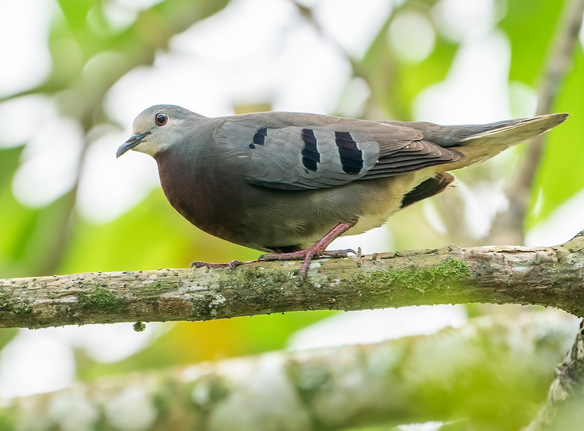 Maroon-chested Ground Dove - ML542804581