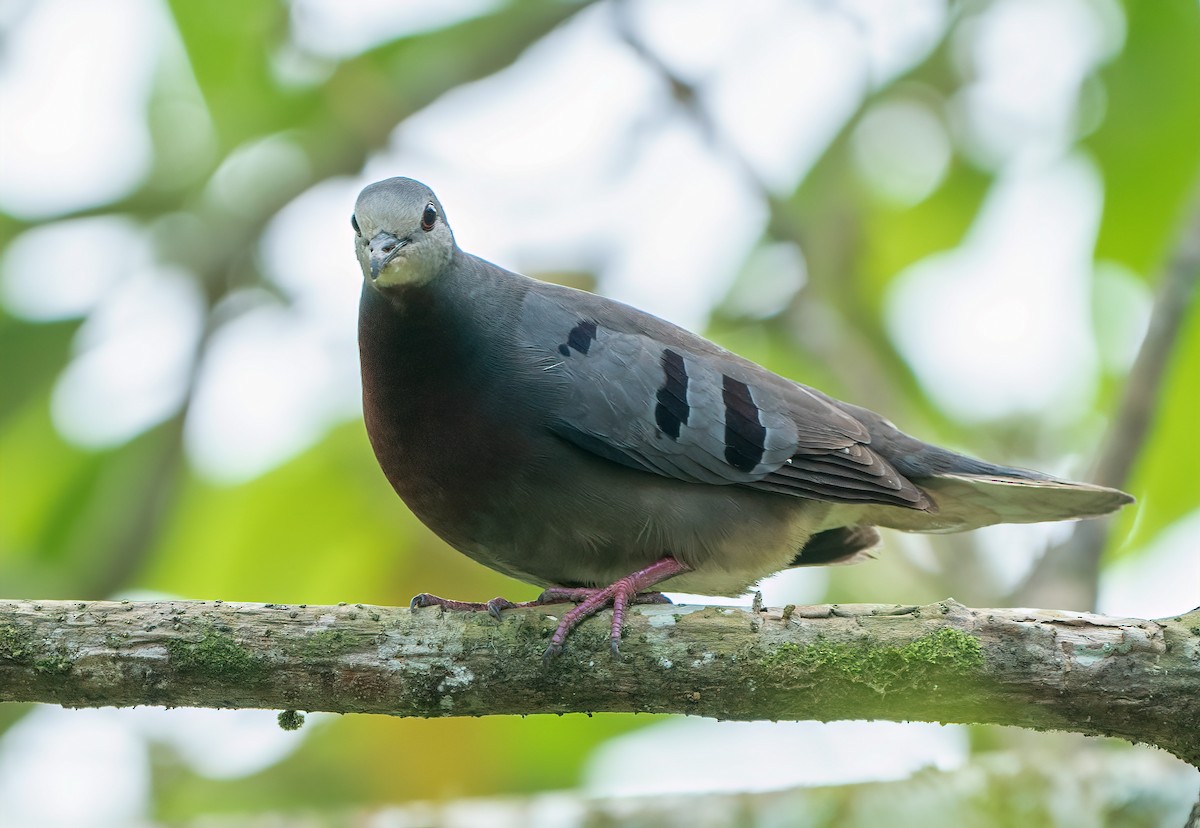 Maroon-chested Ground Dove - ML542804591