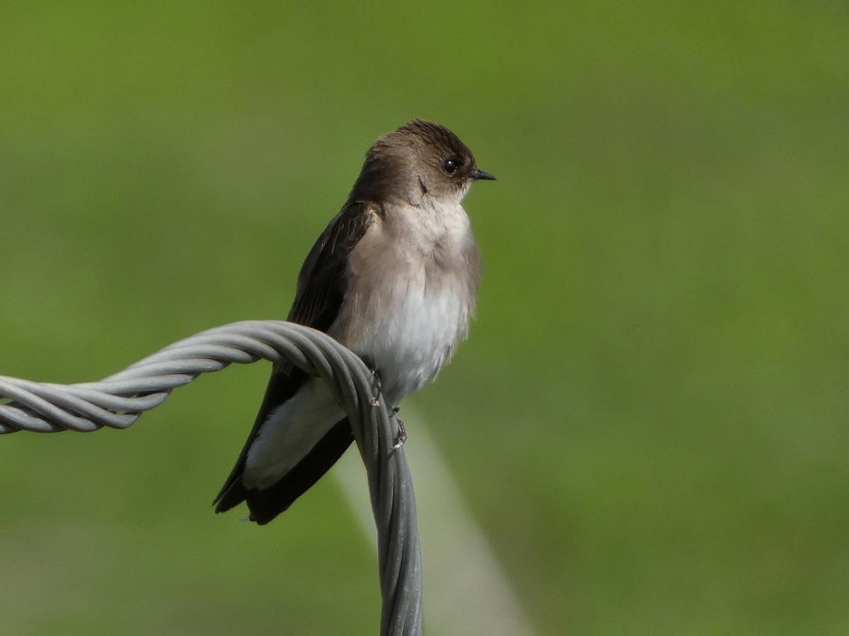 Northern Rough-winged Swallow - ML542809391