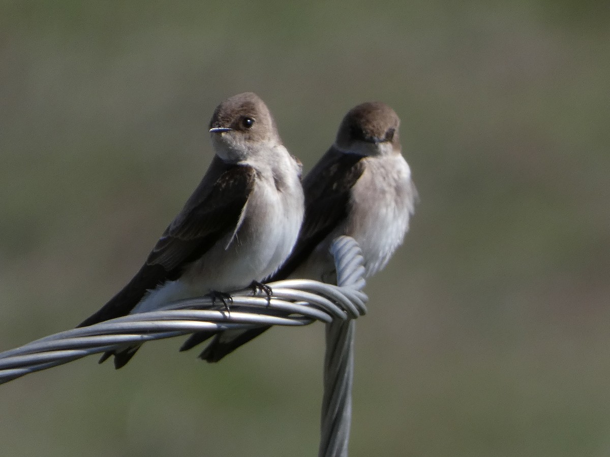 Northern Rough-winged Swallow - ML542809421