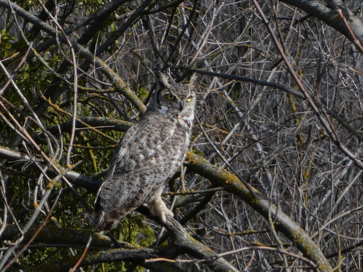 Great Horned Owl - ML542809811