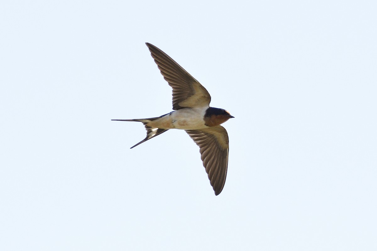 Barn Swallow - Andrew Lyall