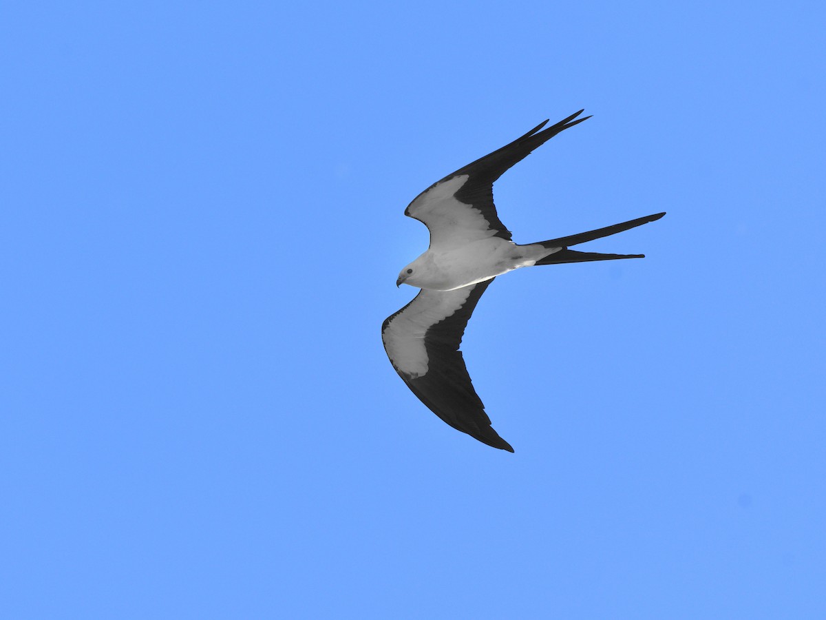 Swallow-tailed Kite - ML542819961