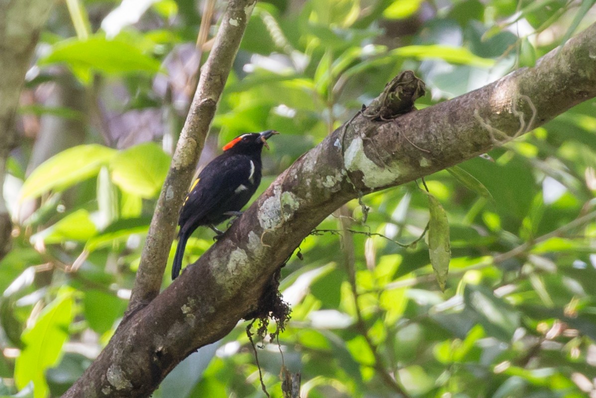 Scarlet-browed Tanager - Rob Felix