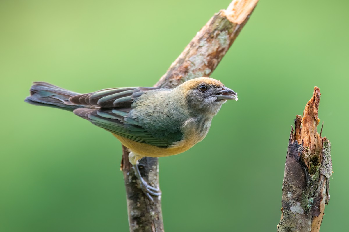 Burnished-buff Tanager - ML542829281