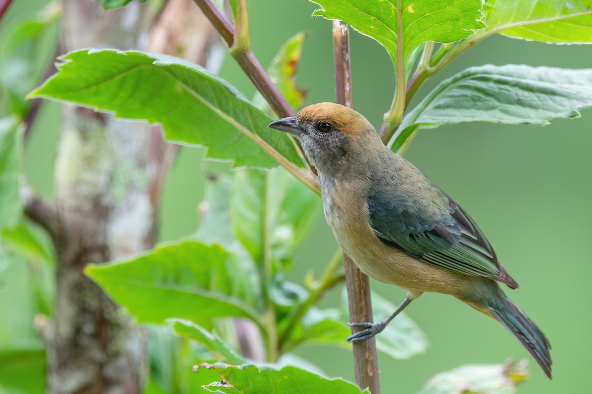 Burnished-buff Tanager - ML542829751