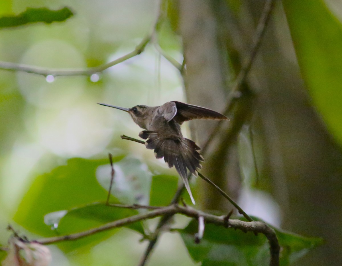 Прямоклювый колибри-отшельник (bourcieri) - ML542829931