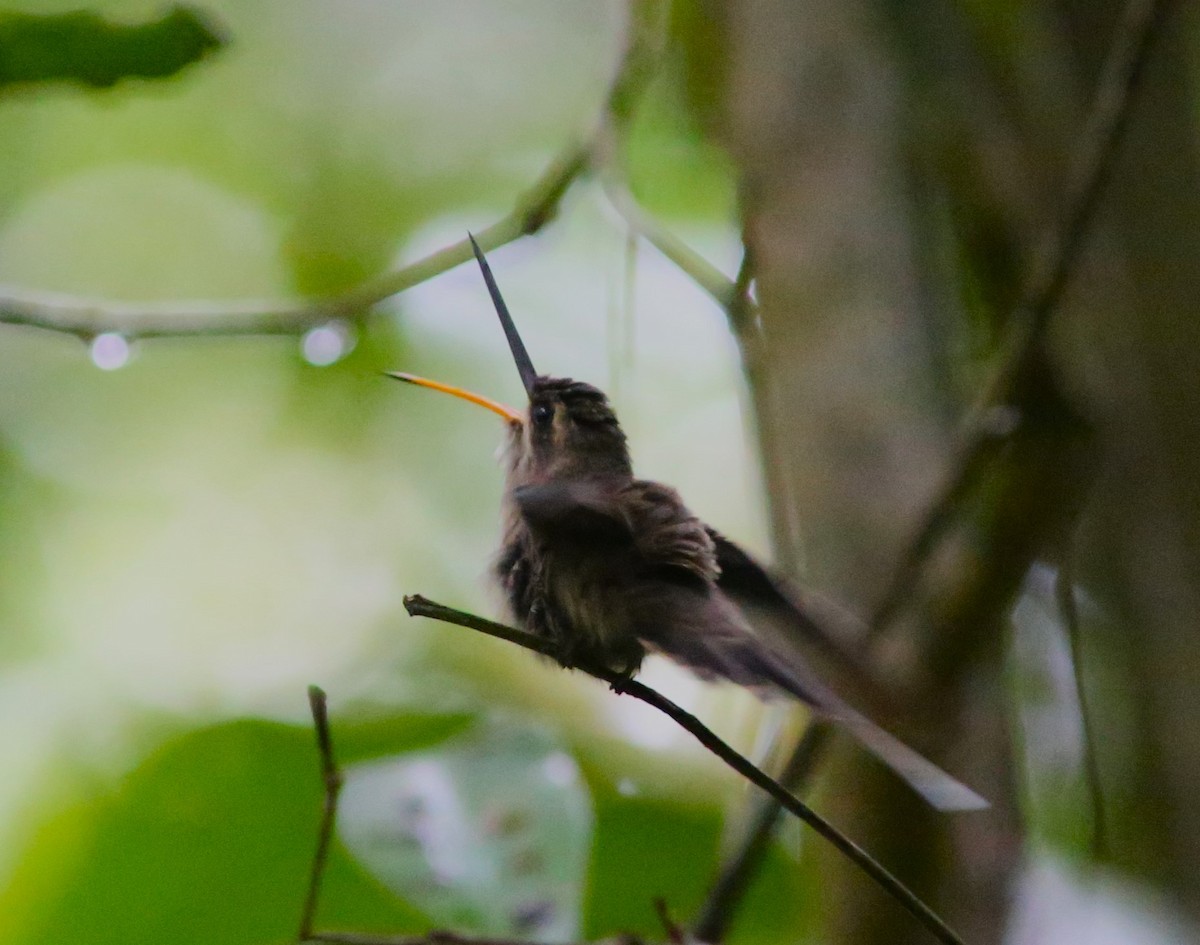 kolibřík šídlozobý (ssp. bourcieri) - ML542829941