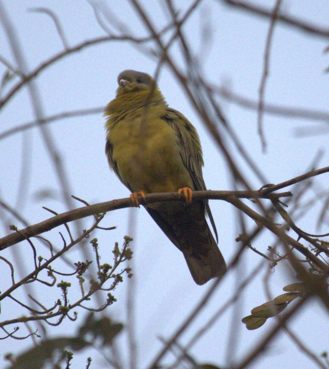Yellow-footed Green-Pigeon - ML542833641