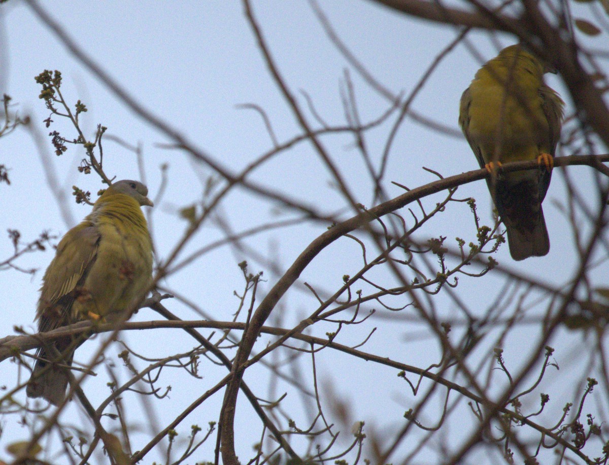 Yellow-footed Green-Pigeon - Mahesh Durga