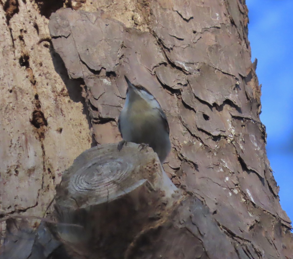 Brown-headed Nuthatch - ML542834361