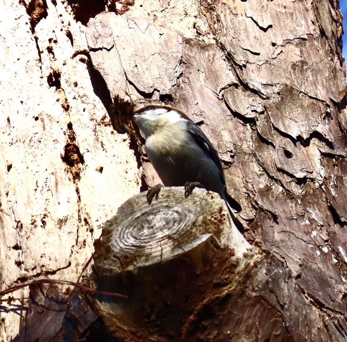 Brown-headed Nuthatch - ML542834371