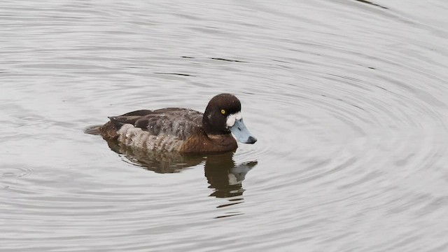 Greater Scaup - ML542837181