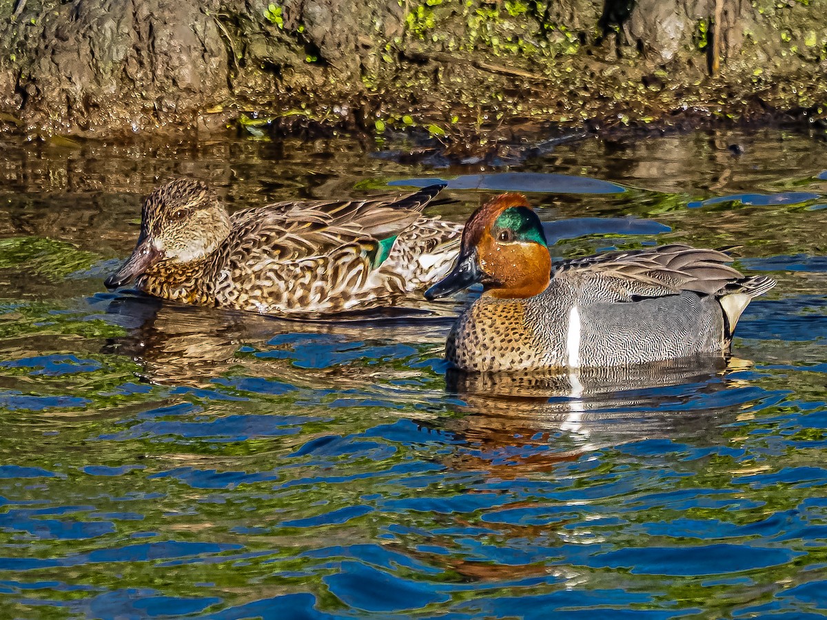 Green-winged Teal - ML542848341