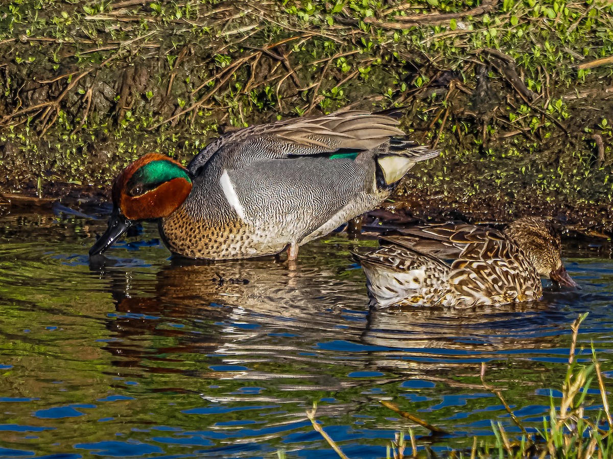 Green-winged Teal - ML542848351